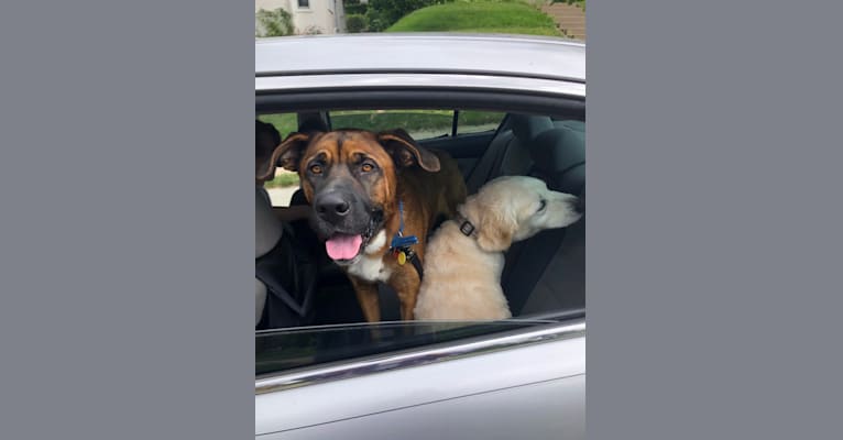 Finn, a Saint Bernard and English Shepherd mix tested with EmbarkVet.com