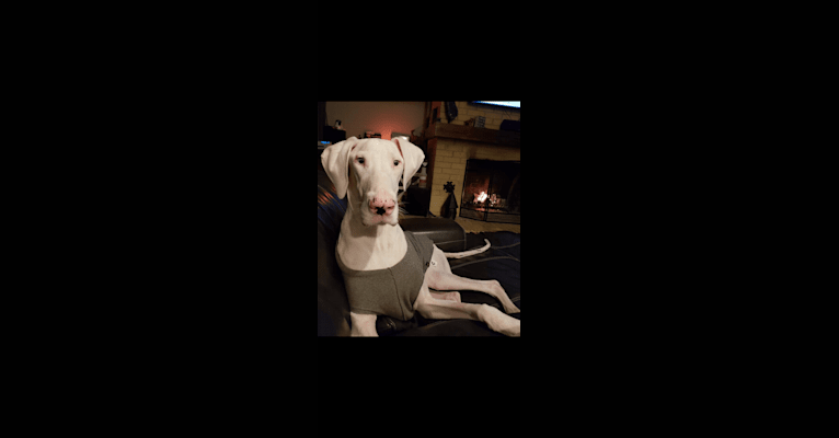 Clementine, a Great Dane tested with EmbarkVet.com