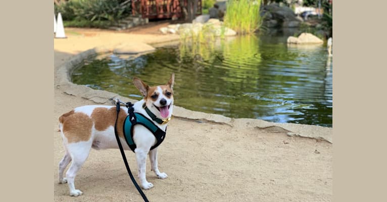 Po, a Chihuahua and Miniature Pinscher mix tested with EmbarkVet.com