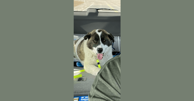 Photo of Benny, a Siberian Husky, German Shepherd Dog, American Pit Bull Terrier, Chow Chow, Border Collie, and Mixed mix in Cochrane, Alberta, Canada