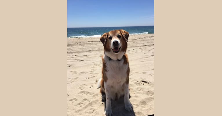 Bentley, a Chow Chow and Labrador Retriever mix tested with EmbarkVet.com