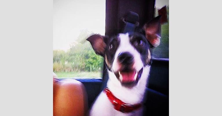 Maddie, an American Pit Bull Terrier and Rat Terrier mix tested with EmbarkVet.com