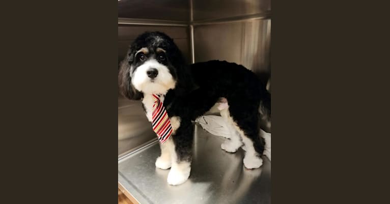 Drake, a Bernese Mountain Dog and Poodle (Small) mix tested with EmbarkVet.com