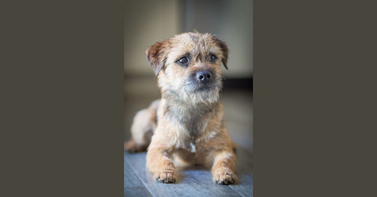 Standish's Autumn Blaze, a Border Terrier tested with EmbarkVet.com