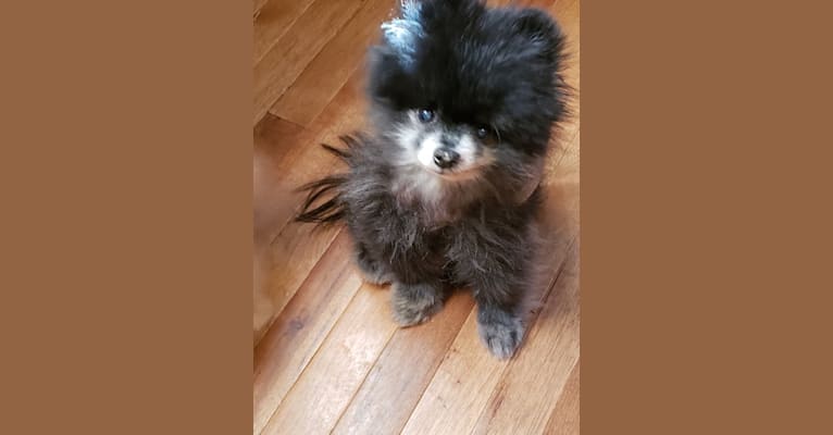 Jake, a Pomeranian tested with EmbarkVet.com