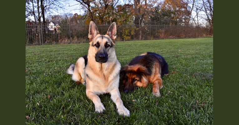 Blitz, a German Shepherd Dog tested with EmbarkVet.com