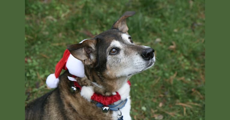 Otis, a Labrador Retriever and Rottweiler mix tested with EmbarkVet.com