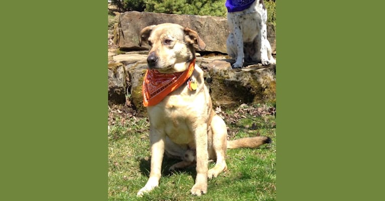 Chase, an American Pit Bull Terrier and Great Pyrenees mix tested with EmbarkVet.com