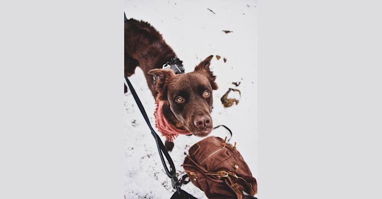 Kodiak, a Staffordshire Terrier and Labrador Retriever mix tested with EmbarkVet.com