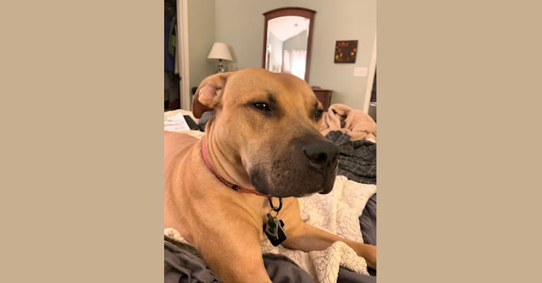 Monty, an American Pit Bull Terrier tested with EmbarkVet.com