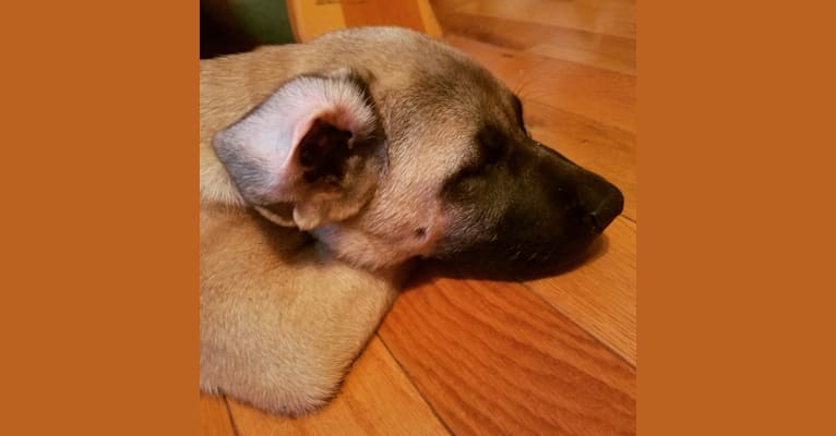 NELLIE, an Akita and German Shepherd Dog mix tested with EmbarkVet.com