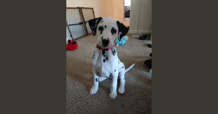 Kasumi Calvay, a Dalmatian tested with EmbarkVet.com