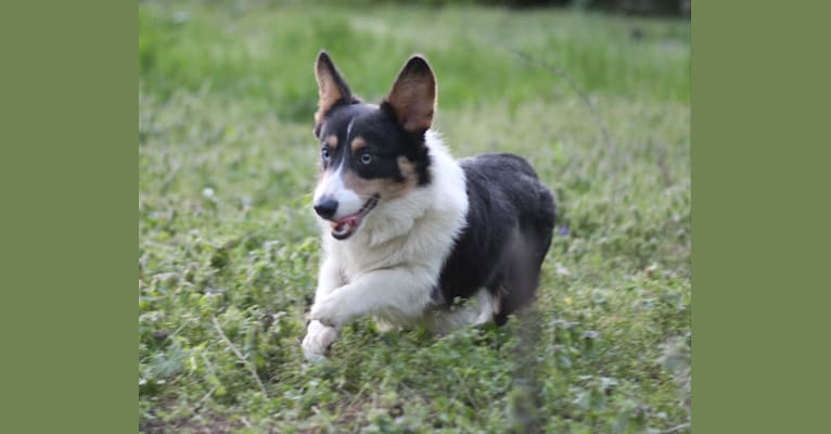 Butterball, a Pembroke Welsh Corgi tested with EmbarkVet.com