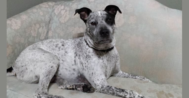 Rio, a Staffordshire Terrier and Australian Cattle Dog mix tested with EmbarkVet.com