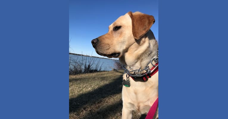 Skye Bella, a Labrador Retriever tested with EmbarkVet.com