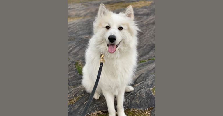 Nanuk, a Great Pyrenees and German Shepherd Dog mix tested with EmbarkVet.com