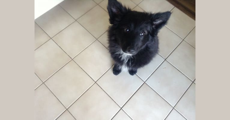 Mo, a Keeshond and Border Collie mix tested with EmbarkVet.com