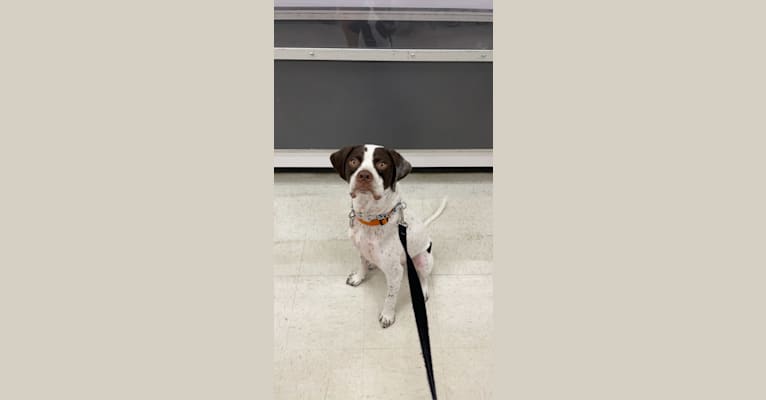 Photo of Arlo, a Pointer  in Tennessee City, Tennessee, USA