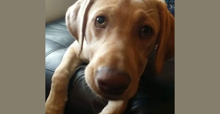 Daisy, a Labrador Retriever tested with EmbarkVet.com