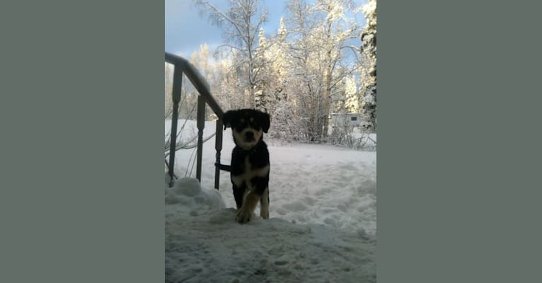 Koda, an Alaskan Malamute and Siberian Husky mix tested with EmbarkVet.com