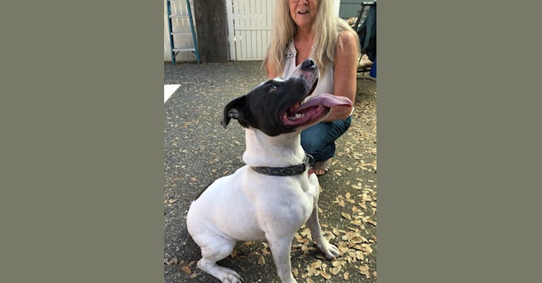 Snoopy, an American Bully and Labrador Retriever mix tested with EmbarkVet.com