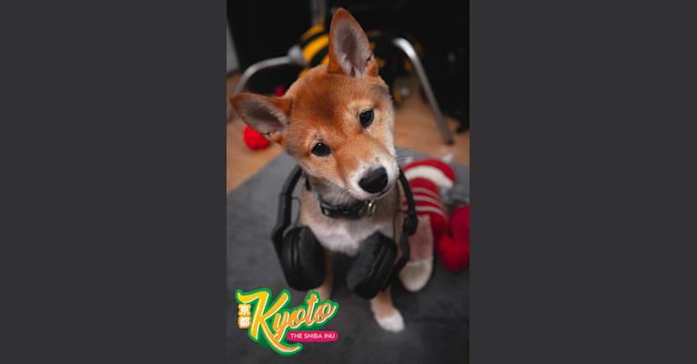 Kyoto, a Shiba Inu tested with EmbarkVet.com