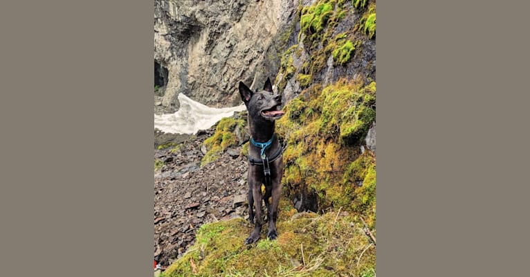 He-Gi Reginald, a Formosan Mountain Dog tested with EmbarkVet.com
