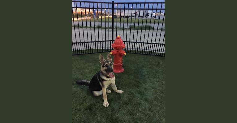 Blitz, a German Shepherd Dog tested with EmbarkVet.com