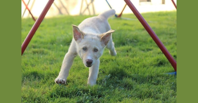 Ivory, an Australian Shepherd and Labrador Retriever mix tested with EmbarkVet.com