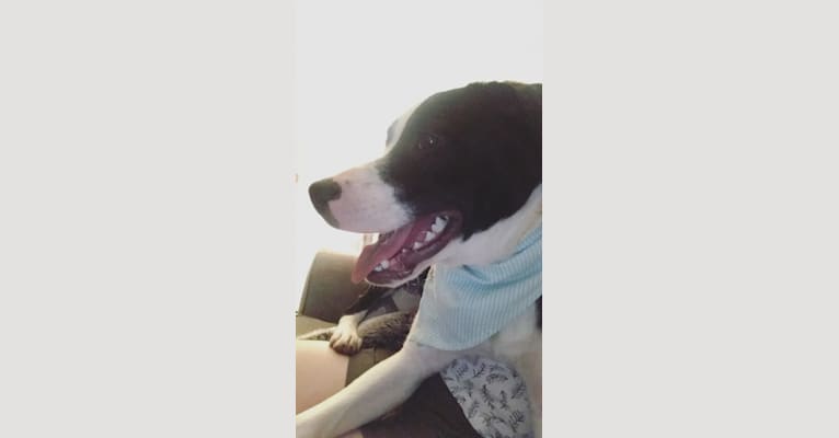 Piper, an American Pit Bull Terrier and English Shepherd mix tested with EmbarkVet.com
