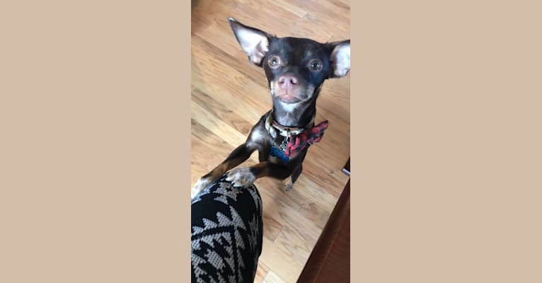 Ollie, a Chihuahua and Rat Terrier mix tested with EmbarkVet.com