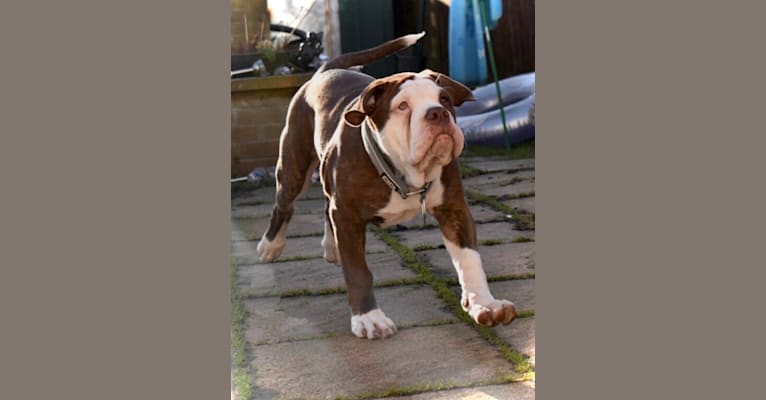 Maverick, an Alapaha Blue Blood Bulldog tested with EmbarkVet.com