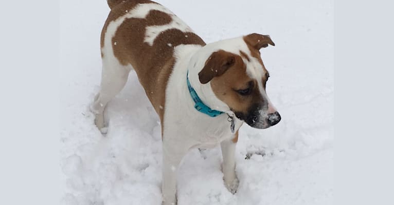 Maeby, a Staffordshire Terrier and Boxer mix tested with EmbarkVet.com