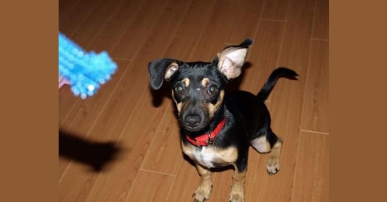 Biscuit aka Biz, a Chihuahua and Rat Terrier mix tested with EmbarkVet.com