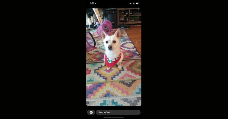 Pikachu, a Pomeranian and American Eskimo Dog mix tested with EmbarkVet.com
