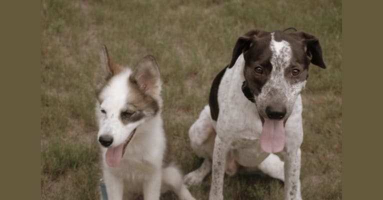 Gunner, a German Shepherd Dog and Labrador Retriever mix tested with EmbarkVet.com