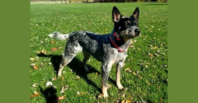 Millie AKA The Masked Millie, an Australian Cattle Dog tested with EmbarkVet.com