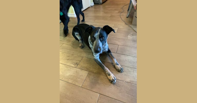 Theo, an Australian Cattle Dog and Border Collie mix tested with EmbarkVet.com