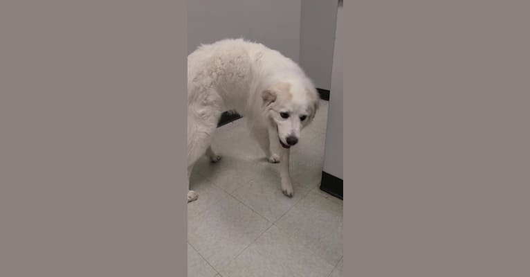 Mataki, a Great Pyrenees tested with EmbarkVet.com