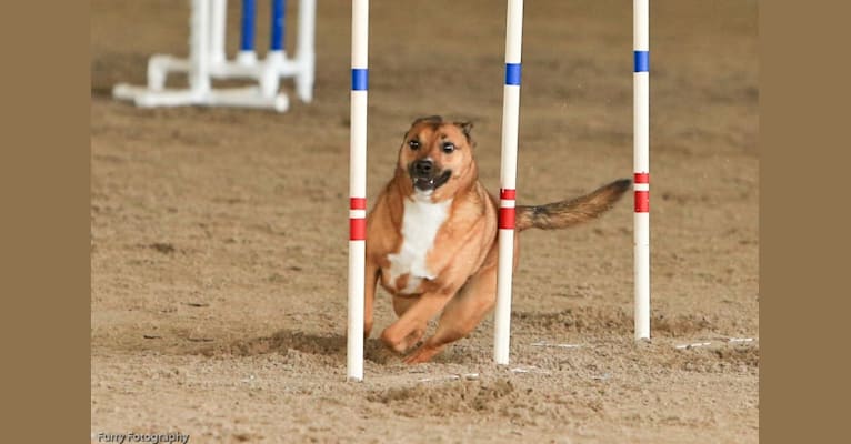 Copper, a Shetland Sheepdog and Staffordshire Terrier mix tested with EmbarkVet.com