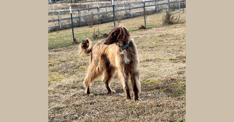 Rigel, a Saluki and Poodle (Standard) mix tested with EmbarkVet.com