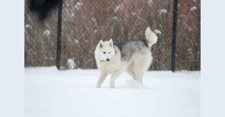 Coya, a Siberian Husky and Alaskan Malamute mix tested with EmbarkVet.com
