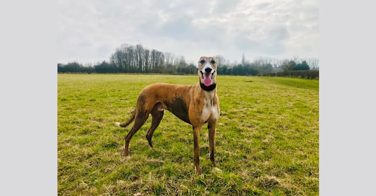 Barton, a Greyhound tested with EmbarkVet.com