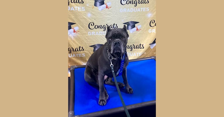 Nora, a Cane Corso tested with EmbarkVet.com