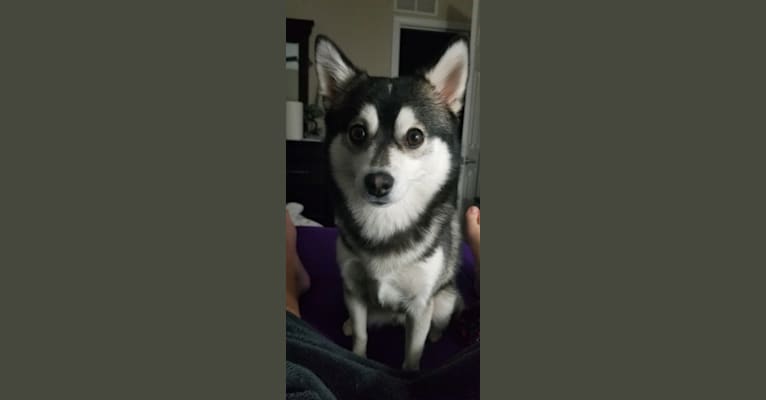 Khaleesi, a Pomsky tested with EmbarkVet.com