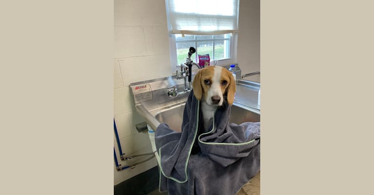 Photo of Riley, a Beagle (11.4% unresolved) in Lynchburg, Virginia, USA