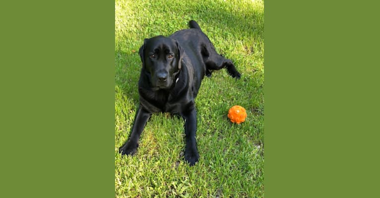 Brigham, a Labrador Retriever tested with EmbarkVet.com