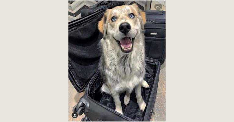 Tyson, a Golden Retriever and Siberian Husky mix tested with EmbarkVet.com