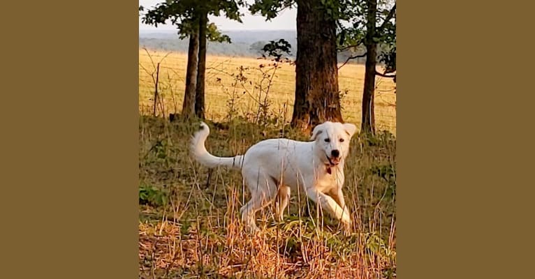 Ammy, a Maremma Sheepdog tested with EmbarkVet.com