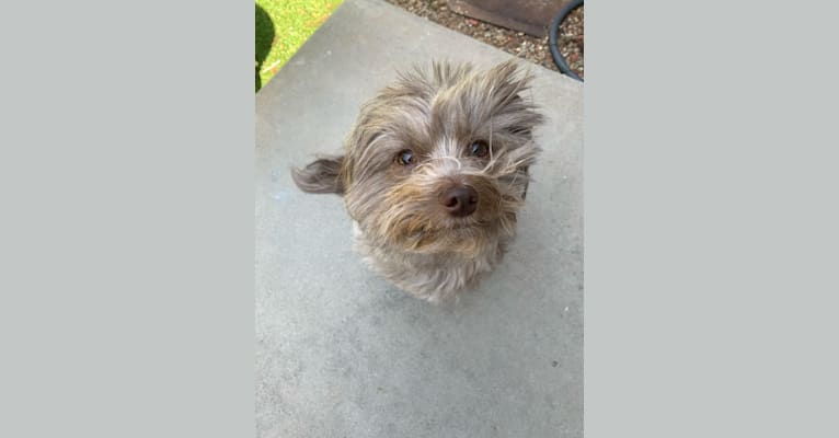 Winston, a Chihuahua and Pomeranian mix tested with EmbarkVet.com